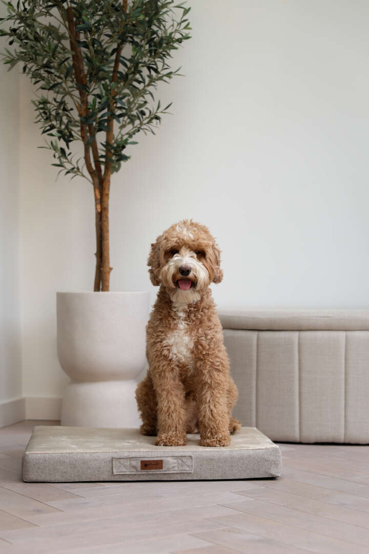 petlando Orthopädisches Kissen "Merano"